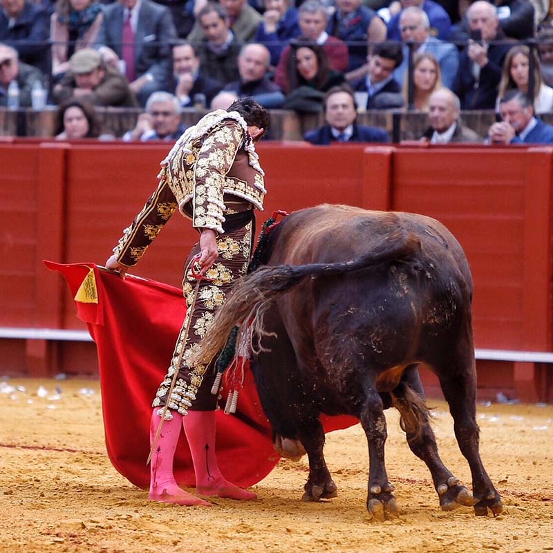 Olivenza toros